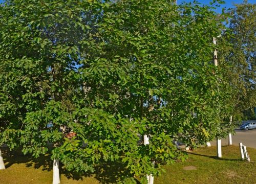 +79190000110 звонок из Гигамаркет