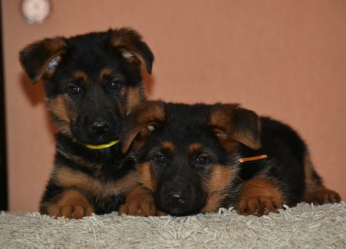 +79190282746 звонок из Питомник немецких овчарок Сафари Ланд