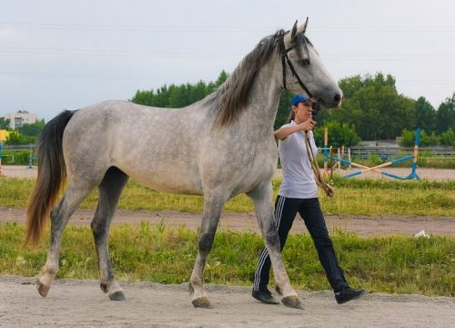 +79199271194 звонок из Конный завод Орловский Фаворит