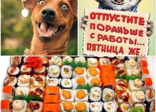 +79201756272 звонок из Суши ФУД