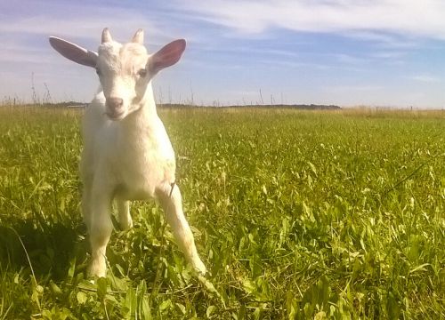 +79209382438 звонок из Милкоза Козья ферма и сыроварня