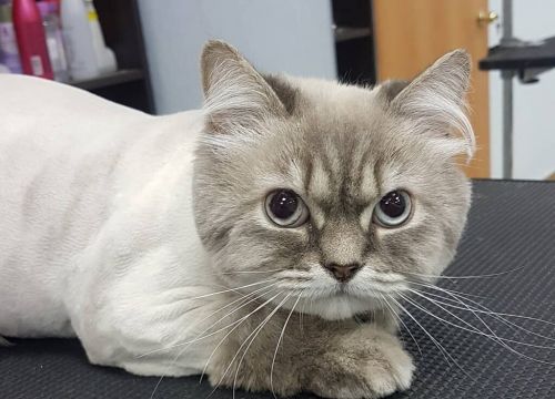 +79209842687 звонок из Рыжий пёс