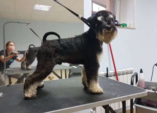 +79209842687 звонок из Рыжий пёс
