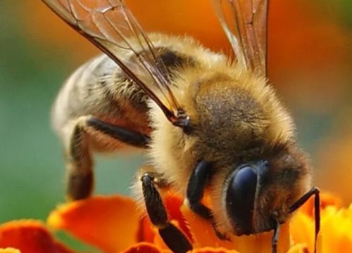 +79219581269 звонок из Купитьпчелопакеты.рф