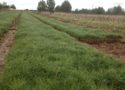 +79229090605 звонок из Волго-Вятский лесопитомник