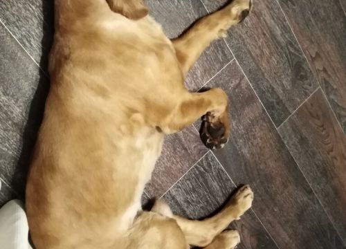 +79241507715 звонок из Зооцентр