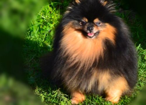 +79250521239 звонок из Маринэль Конади