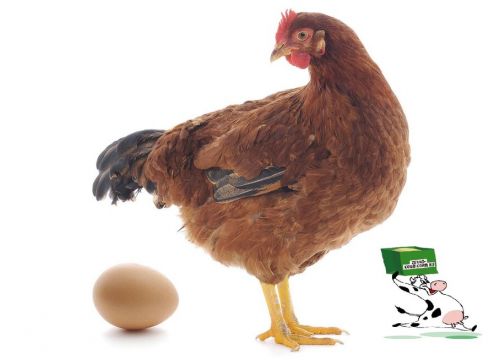 +79251580008 звонок из Зерно-Комбикорм