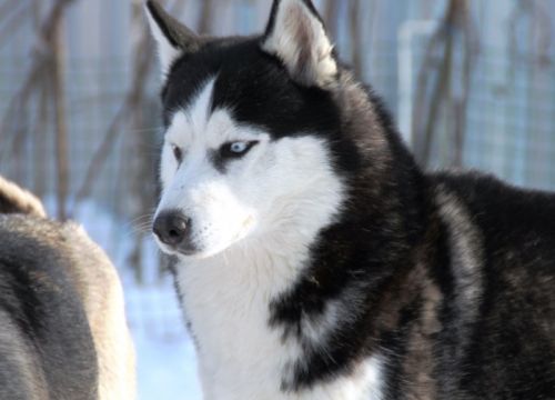 +79256040540 звонок из Хаски клуб