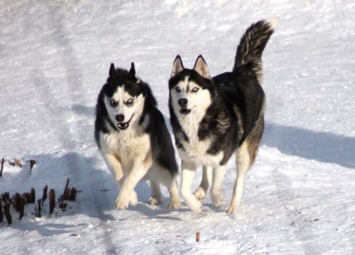 +79256040540 звонок из Хаски клуб