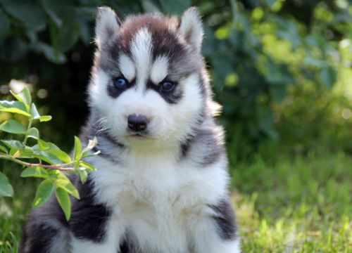 +79256040540 звонок из Хаски клуб