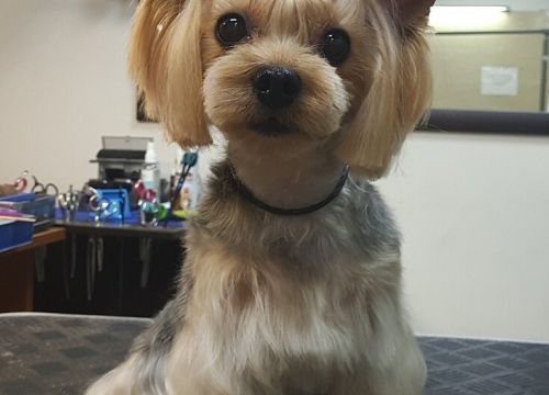 +79258801087 звонок из Груминг-студия Любимая Собака