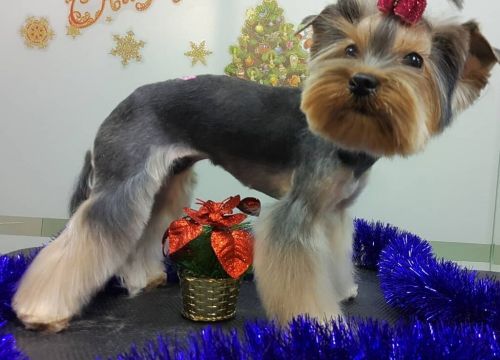 +79258801087 звонок из Груминг-студия Любимая Собака