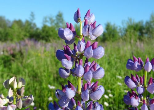 +79261660780 звонок из Никитский мёд