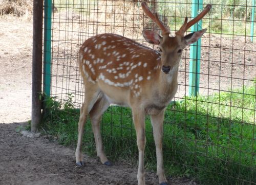 +79261760318 звонок из Горки