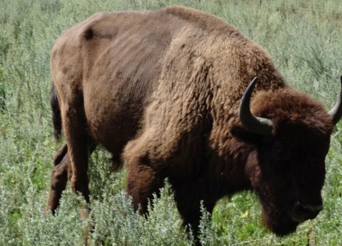 +79261760318 звонок из Горки