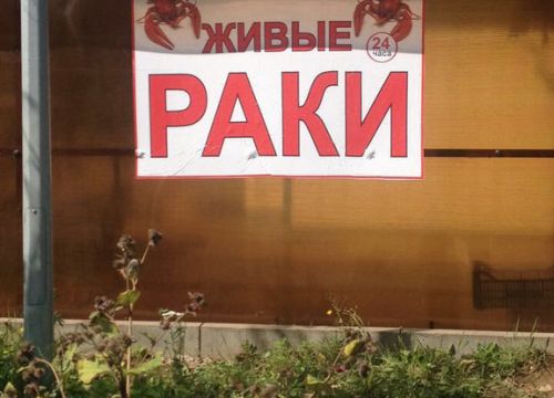 +79264240206 звонок из Живые раки