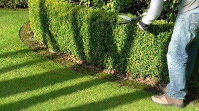 +79265380444 звонок из Зеленое королевство