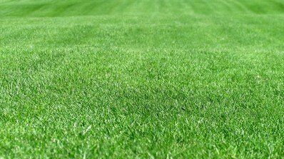 +79265380444 звонок из Зеленое королевство