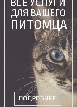 +79265540881 звонок из Пантера