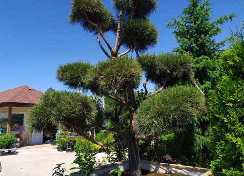 +79295000015 звонок из Ромашкино Парк