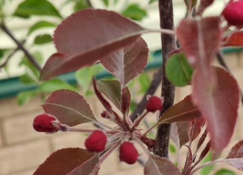 +79296433240 звонок из Садовый центр Жабки