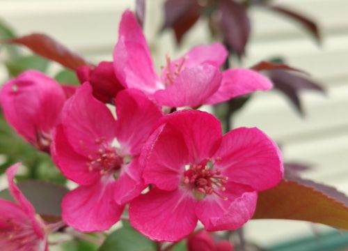 +79296433240 звонок из Садовый центр Жабки