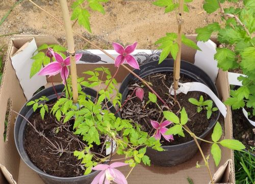 +79296433240 звонок из Садовый центр Жабки