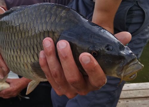 +79296460277 звонок из Русский осетр