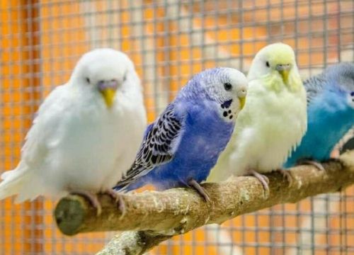 +79296858182 звонок из Питомник попугаев Волнистики