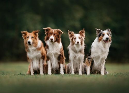 +79299060031 звонок из Кинологический центр Ясенево