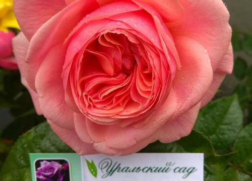 +79326082626 звонок из Питомник Уральский сад