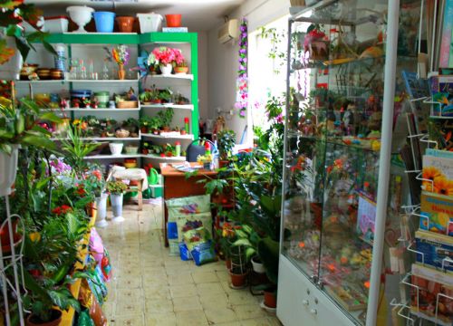 +79370297998 звонок из Цветы