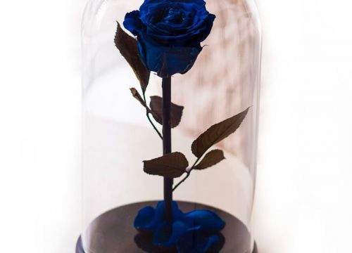 +79500300187 звонок из The-Rose