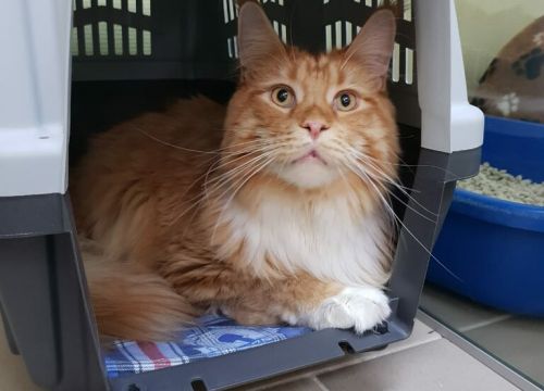+79503141336 звонок из Месье Кот