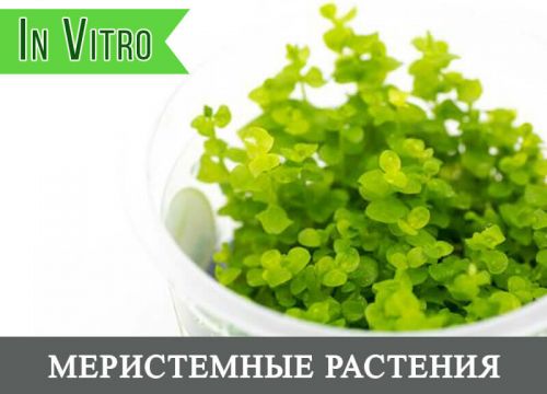 +79514792505 звонок из Co2 Aqua