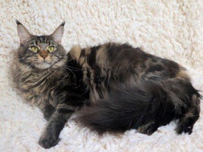 +79521214750 звонок из Питомник Мейн кунов Korleonis