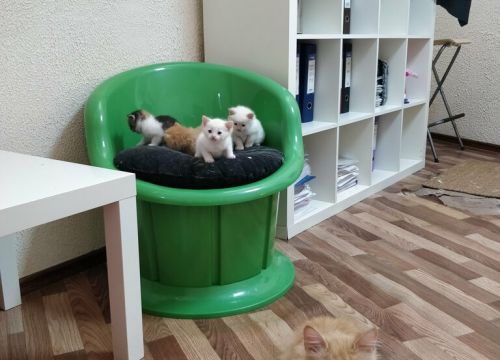 +79522861500 звонок из Профессионал