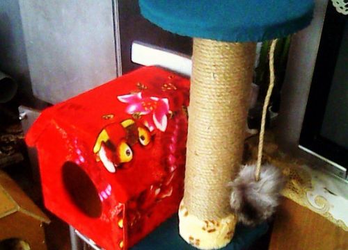 +79537980634 звонок из Pet House