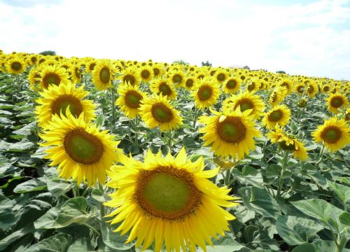 +79601300312 звонок из ССП Прима