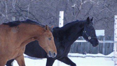 +79611521882 звонок из Алькор