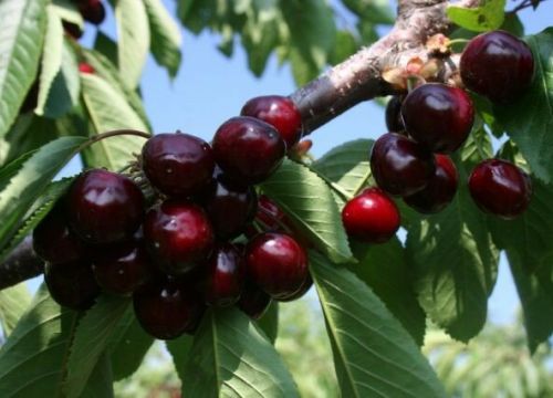 +79621485555 звонок из Питомник растений – Парус