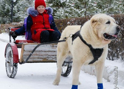 +79630960195 звонок из Белый лекарь