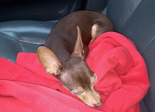 +79636170303 звонок из Веда