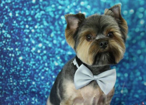 +79637840700 звонок из MyPet