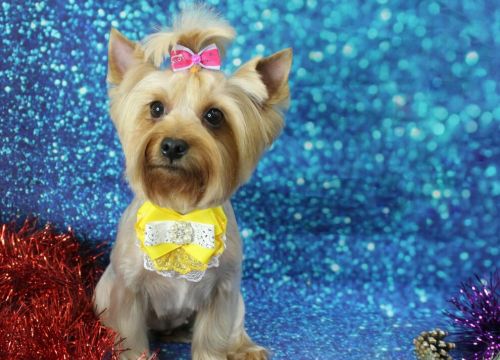 +79637840700 звонок из MyPet