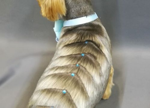 +79637840700 звонок из MyPet