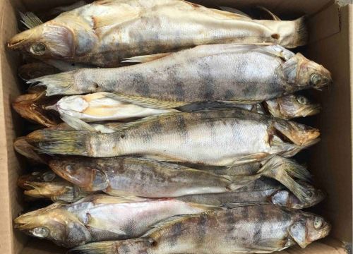 +79649201672 звонок из Рыбоперерабатывающий цех