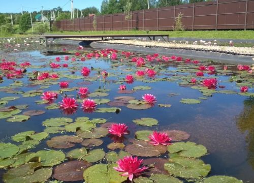 +79653200089 звонок из Питомник водных растений Камыши