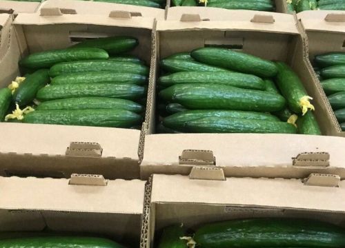 +79660040740 звонок из Bio Veggie